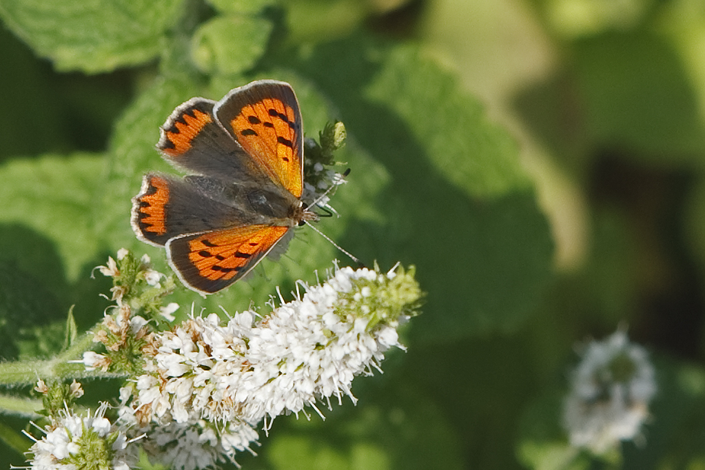 Lycaeana phlaeas Kleine vuurvlinder Small copper